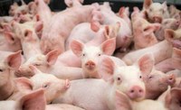 Palestra voltada a suinocultura será realizada hoje (12)